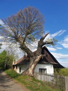 Lípa u chalupy